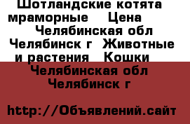 Шотландские котята (мраморные) › Цена ­ 5 000 - Челябинская обл., Челябинск г. Животные и растения » Кошки   . Челябинская обл.,Челябинск г.